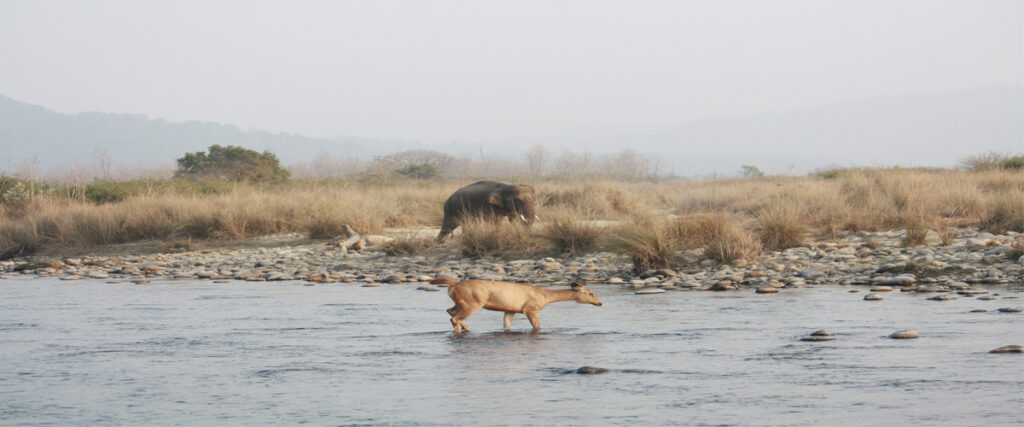 dhikala zone, dhikala zone safari, dhikala zone jim corbett, dhikala zone jim corbett visit, jim corbett national park, corbett national park, corbett jeep safari, 