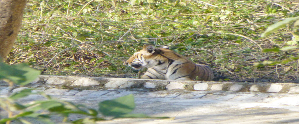 dhikala zone, dhikala zone safari, dhikala zone jim corbett, dhikala zone jim corbett visit, jim corbett national park, corbett national park, corbett jeep safari, 