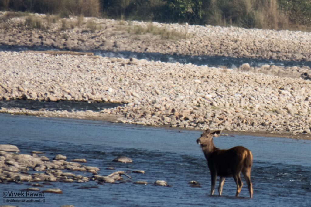 dhikala zone, dhikala zone safari, dhikala zone jim corbett, dhikala zone jim corbett visit, jim corbett national park, corbett national park, corbett jeep safari, 