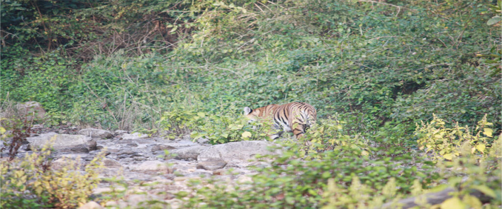 dhikala zone, dhikala zone safari, dhikala zone jim corbett, dhikala zone jim corbett visit, jim corbett national park, corbett national park, corbett jeep safari, 