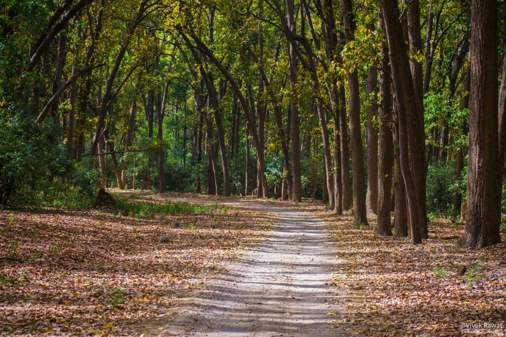 dhikala zone, dhikala zone safari, dhikala zone jim corbett, dhikala zone jim corbett visit, jim corbett national park, corbett national park, corbett jeep safari, 