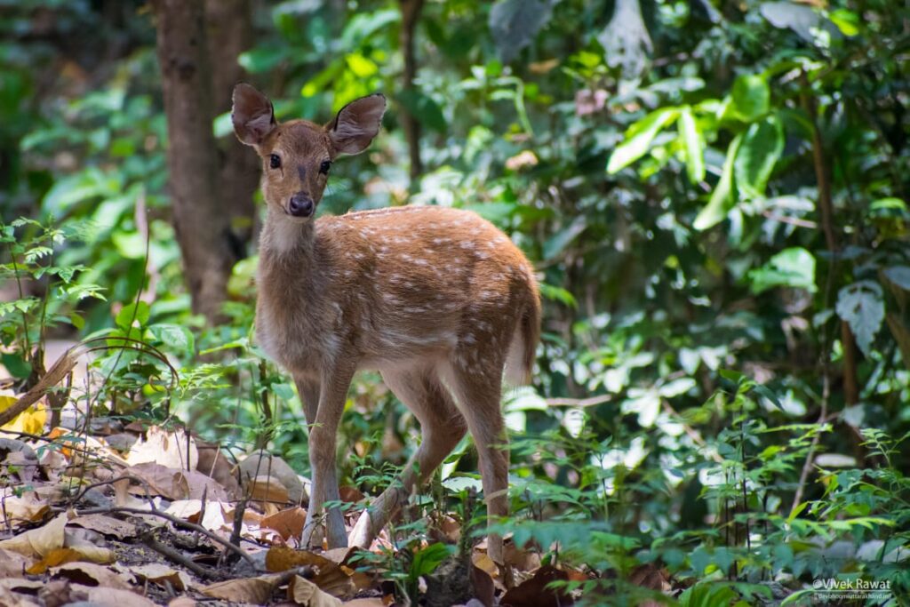 dhikala zone, dhikala zone safari, dhikala zone jim corbett, dhikala zone jim corbett visit, jim corbett national park, corbett national park, corbett jeep safari, 