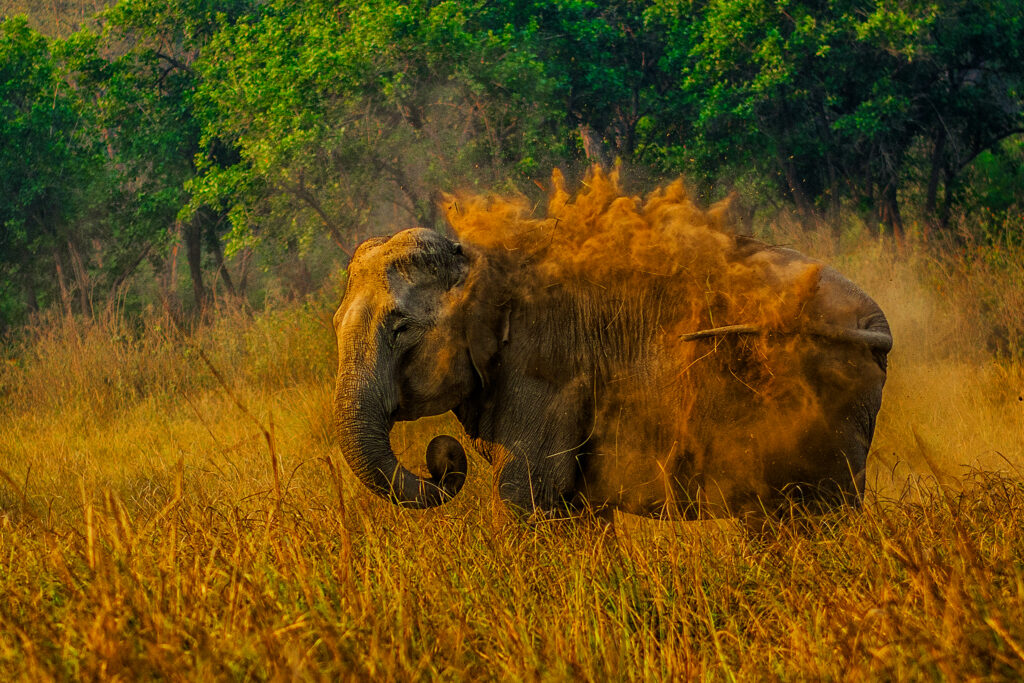 dhikala zone, dhikala zone safari, dhikala zone jim corbett, dhikala zone jim corbett visit, jim corbett national park, corbett national park, corbett jeep safari, 