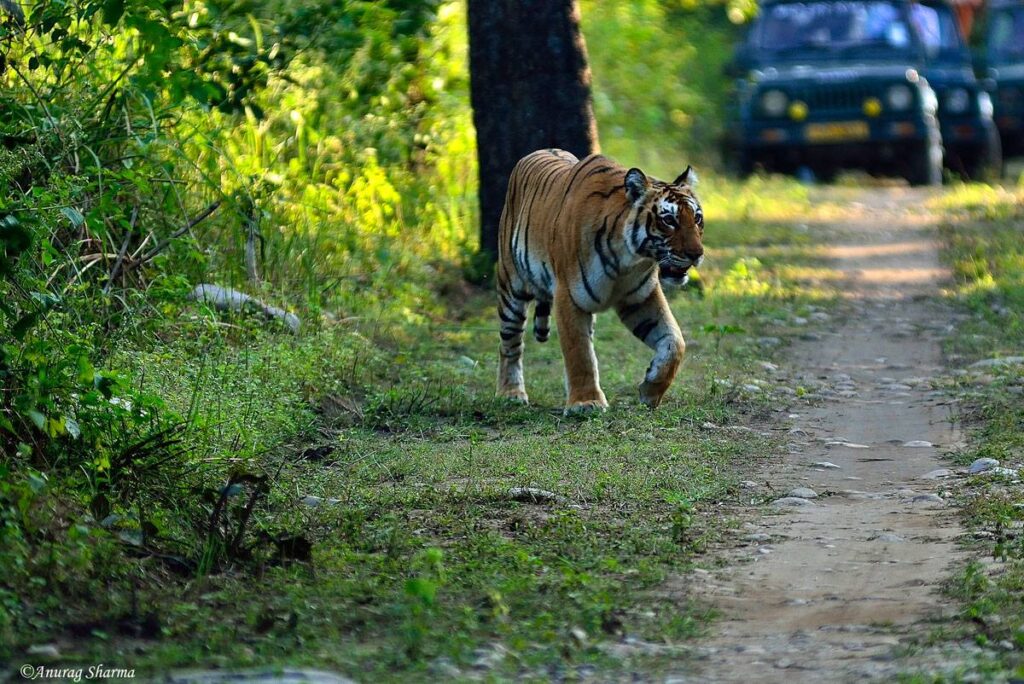 dhikala zone, dhikala zone safari, dhikala zone jim corbett, dhikala zone jim corbett visit, jim corbett national park, corbett national park, corbett jeep safari,