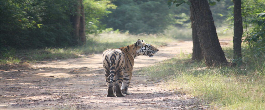 dhikala zone, dhikala zone safari, dhikala zone jim corbett, dhikala zone jim corbett visit, jim corbett national park, corbett national park, corbett jeep safari, 