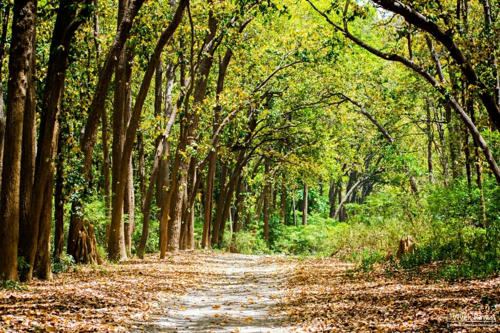 dhikala zone, dhikala zone safari, dhikala zone jim corbett, dhikala zone jim corbett visit, jim corbett national park, corbett national park, corbett jeep safari, 