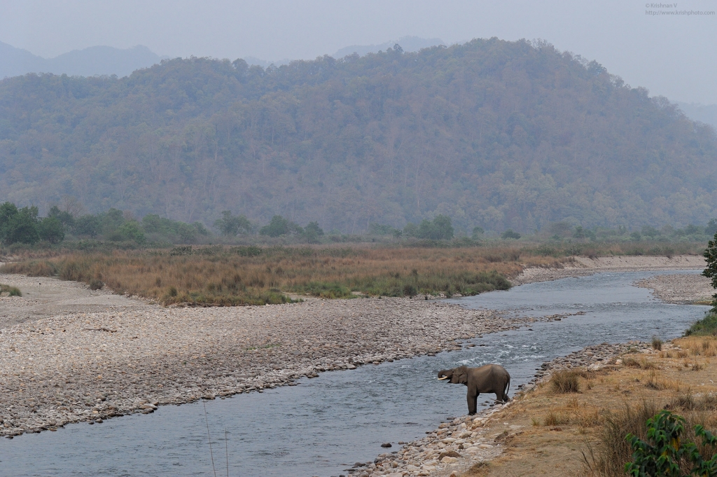 dhikala zone, dhikala zone safari, dhikala zone jim corbett, dhikala zone jim corbett visit, jim corbett national park, corbett national park, corbett jeep safari, 