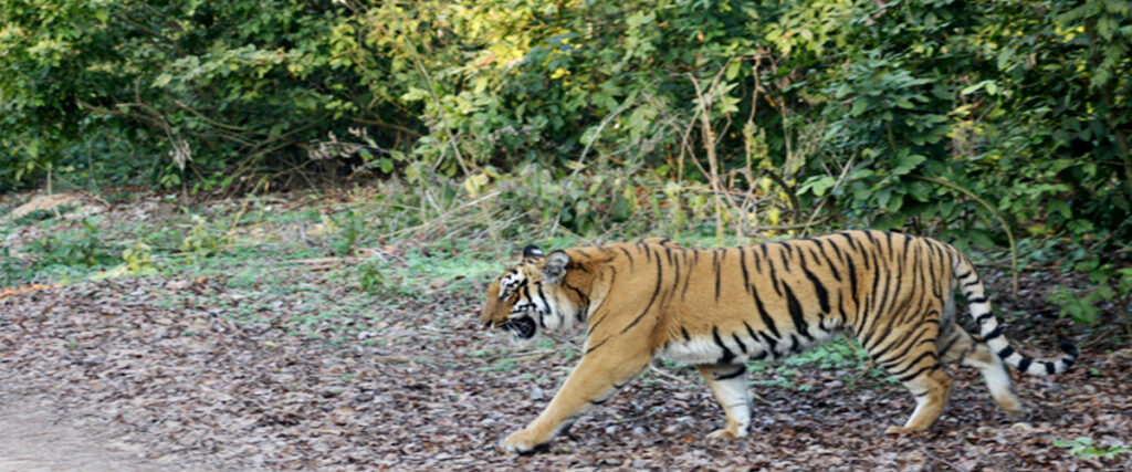 dhikala zone, dhikala zone safari, dhikala zone jim corbett, dhikala zone jim corbett visit, jim corbett national park, corbett national park, corbett jeep safari,