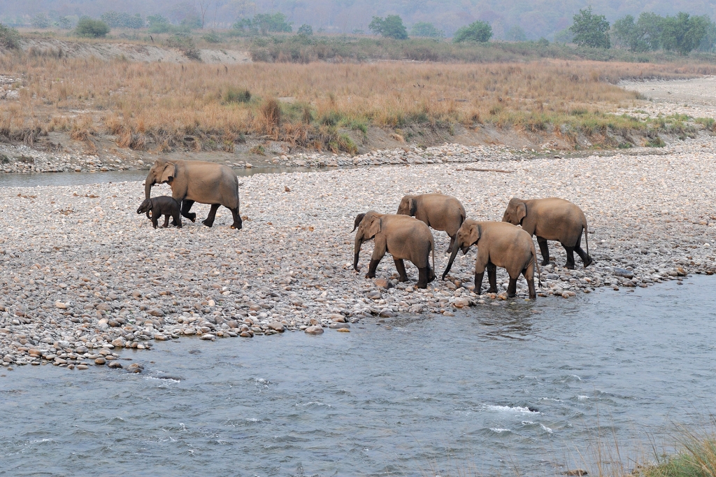 dhikala zone, dhikala zone safari, dhikala zone jim corbett, dhikala zone jim corbett visit, jim corbett national park, corbett national park, corbett jeep safari, 