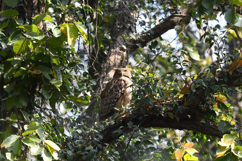 dhikala zone, dhikala zone safari, dhikala zone jim corbett, dhikala zone jim corbett visit, jim corbett national park, corbett national park, corbett jeep safari, 