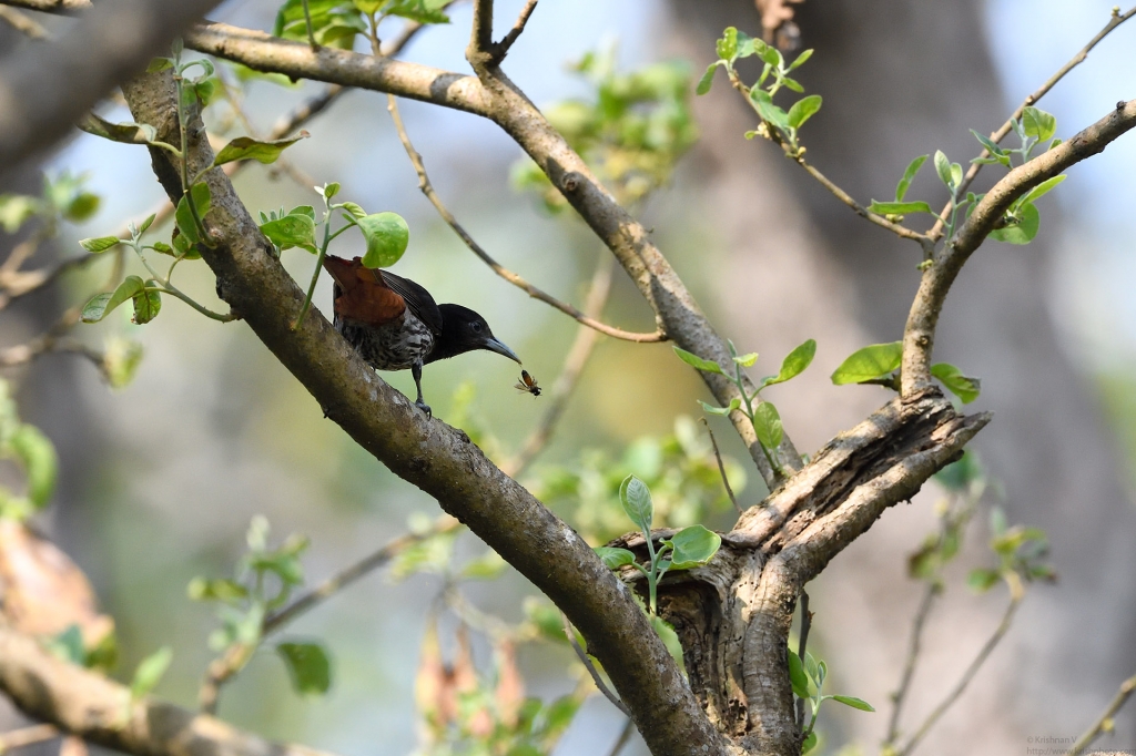 dhikala zone, dhikala zone safari, dhikala zone jim corbett, dhikala zone jim corbett visit, jim corbett national park, corbett national park, corbett jeep safari, 