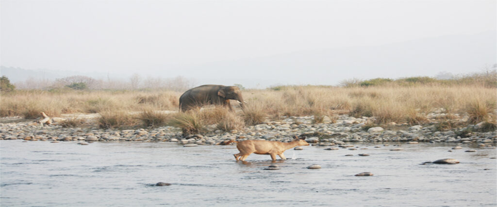 dhikala zone, dhikala zone safari, dhikala zone jim corbett, dhikala zone jim corbett visit, jim corbett national park, corbett national park, corbett jeep safari, 