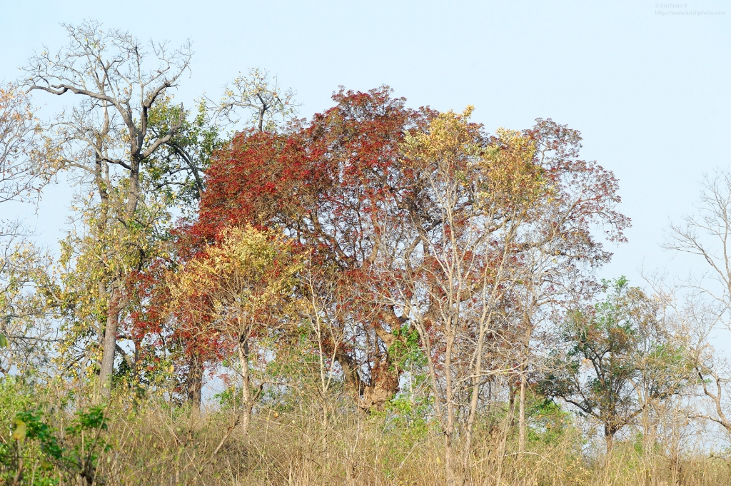 dhikala zone, dhikala zone safari, dhikala zone jim corbett, dhikala zone jim corbett visit, jim corbett national park, corbett national park, corbett jeep safari, 