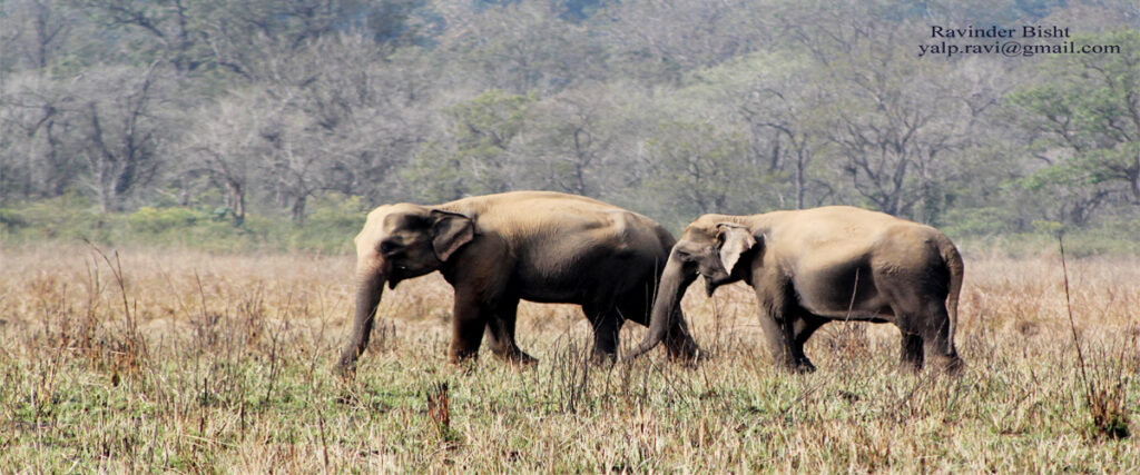 dhikala zone, dhikala zone safari, dhikala zone jim corbett, dhikala zone jim corbett visit, jim corbett national park, corbett national park, corbett jeep safari, 