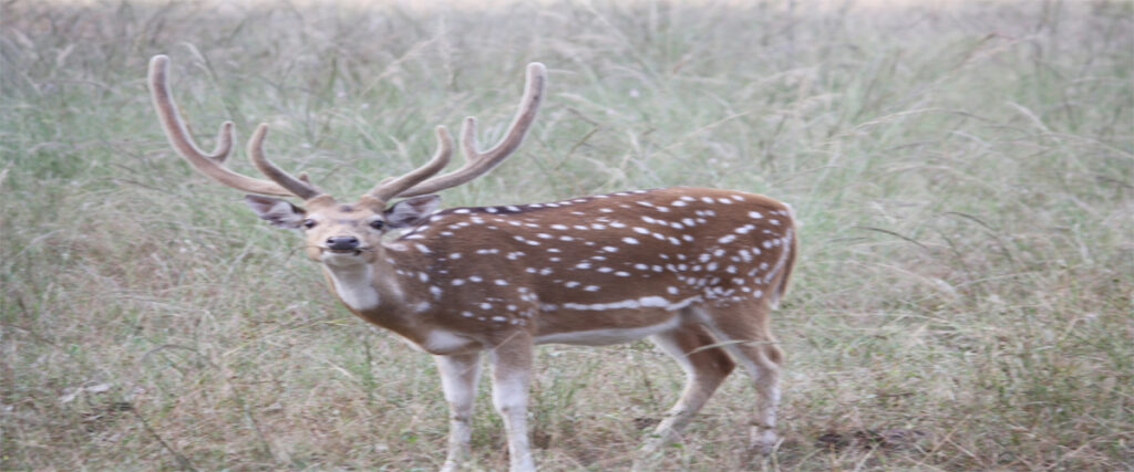 dhikala zone, dhikala zone safari, dhikala zone jim corbett, dhikala zone jim corbett visit, jim corbett national park, corbett national park, corbett jeep safari, 