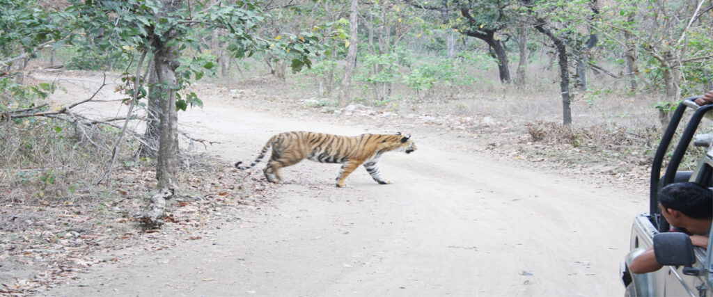 dhikala zone, dhikala zone safari, dhikala zone jim corbett, dhikala zone jim corbett visit, jim corbett national park, corbett national park, corbett jeep safari, 
