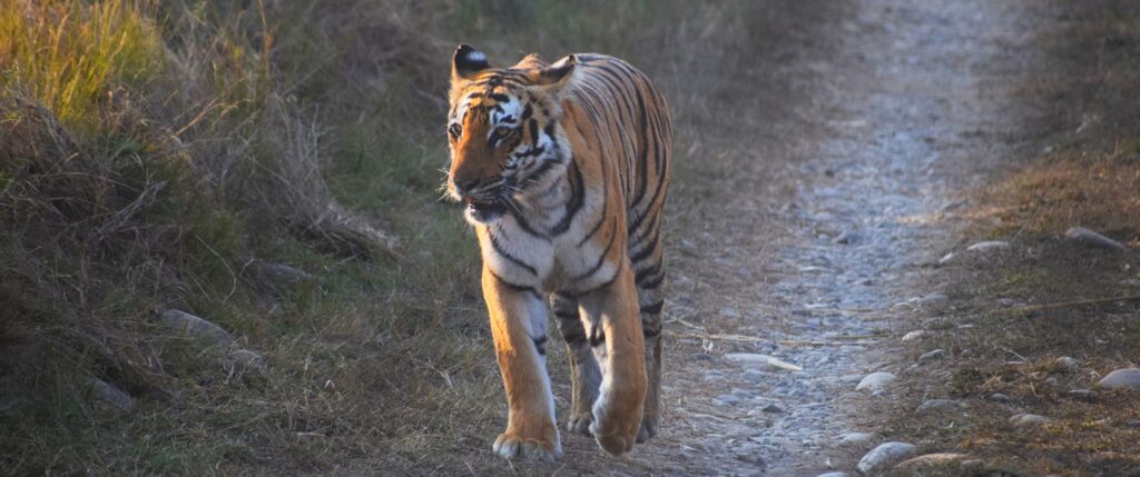 dhikala zone, dhikala zone safari, dhikala zone jim corbett, dhikala zone jim corbett visit, jim corbett national park, corbett national park, corbett jeep safari, 