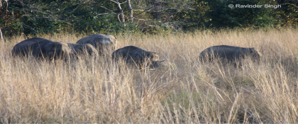 dhikala zone, dhikala zone safari, dhikala zone jim corbett, dhikala zone jim corbett visit, jim corbett national park, corbett national park, corbett jeep safari, 