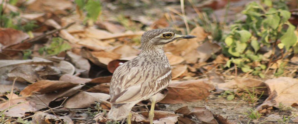 dhikala zone, dhikala zone safari, dhikala zone jim corbett, dhikala zone jim corbett visit, jim corbett national park, corbett national park, corbett jeep safari, 