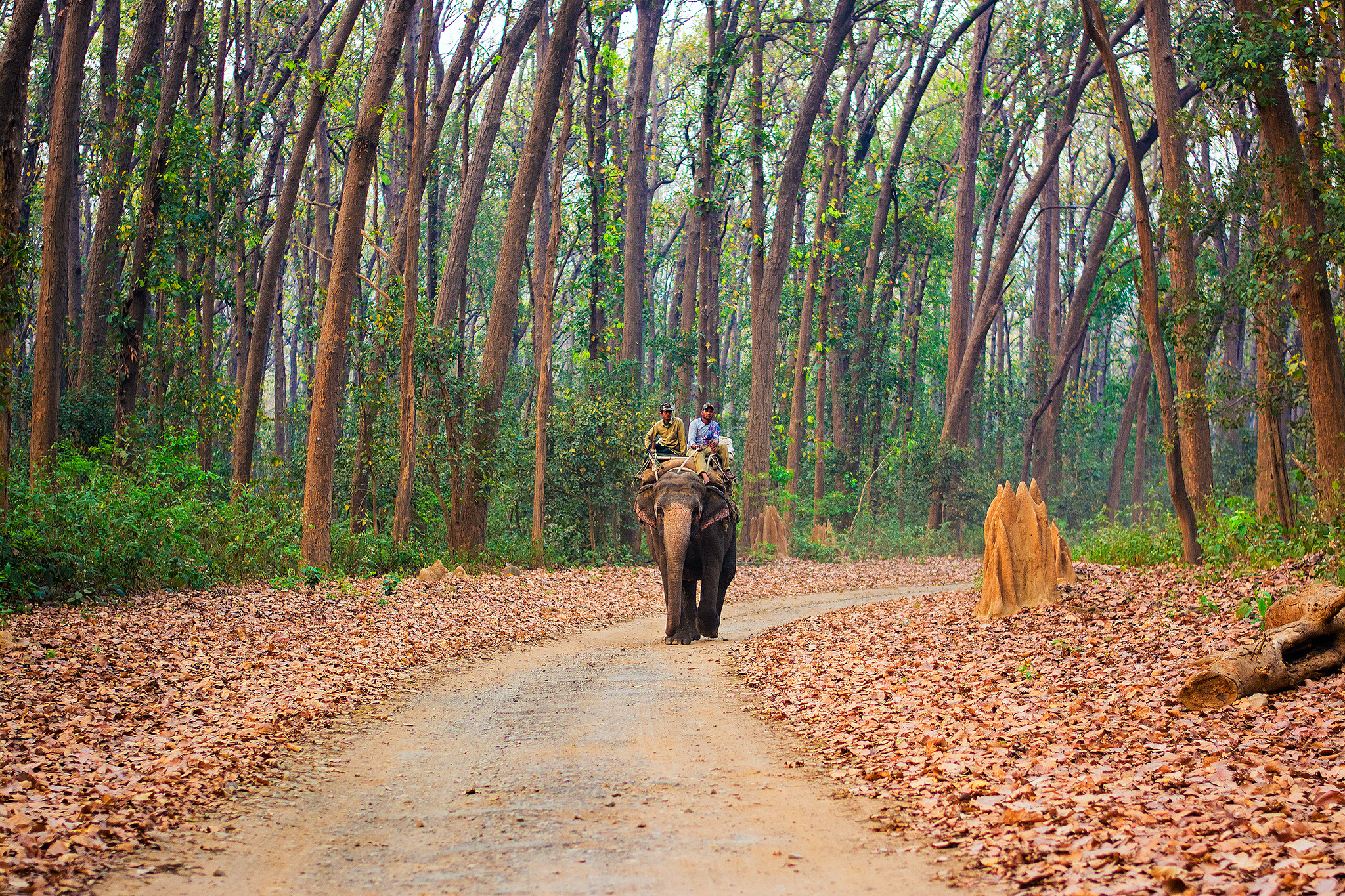 dhikala zone, dhikala zone safari, dhikala zone jim corbett, dhikala zone jim corbett visit, jim corbett national park, corbett national park, corbett jeep safari,