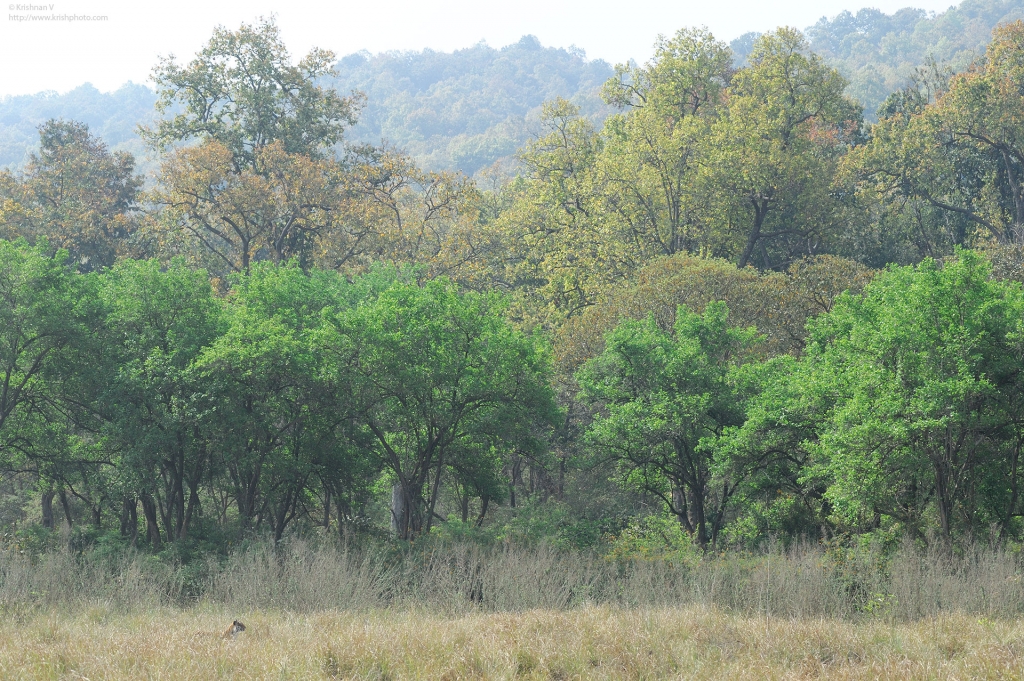 dhikala zone, dhikala zone safari, dhikala zone jim corbett, dhikala zone jim corbett visit, jim corbett national park, corbett national park, corbett jeep safari, 