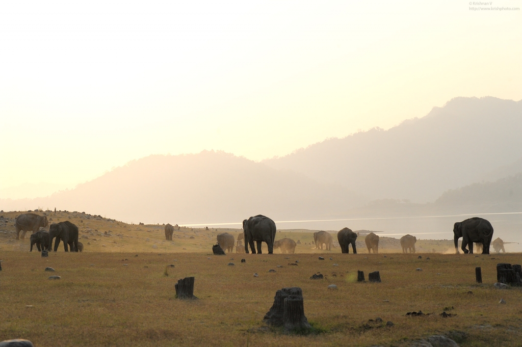 dhikala zone, dhikala zone safari, dhikala zone jim corbett, dhikala zone jim corbett visit, jim corbett national park, corbett national park, corbett jeep safari, 