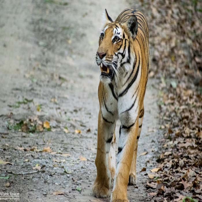 dhikala zone, dhikala zone safari, dhikala zone jim corbett, dhikala zone jim corbett visit, jim corbett national park, corbett national park, corbett jeep safari, 