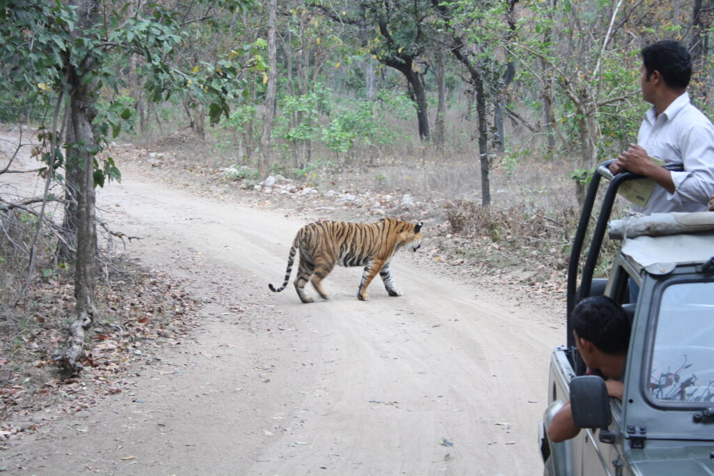 dhikala zone, dhikala zone safari, dhikala zone jim corbett, dhikala zone jim corbett visit, jim corbett national park, corbett national park, corbett jeep safari, 