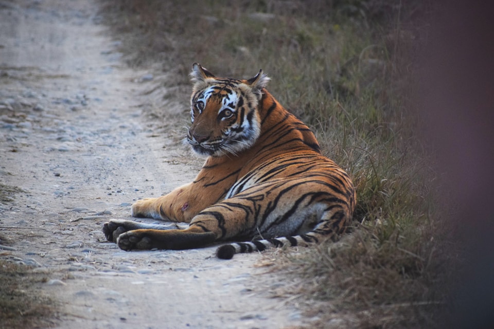 dhikala zone, dhikala zone safari, dhikala zone jim corbett, dhikala zone jim corbett visit, jim corbett national park, corbett national park, corbett jeep safari,