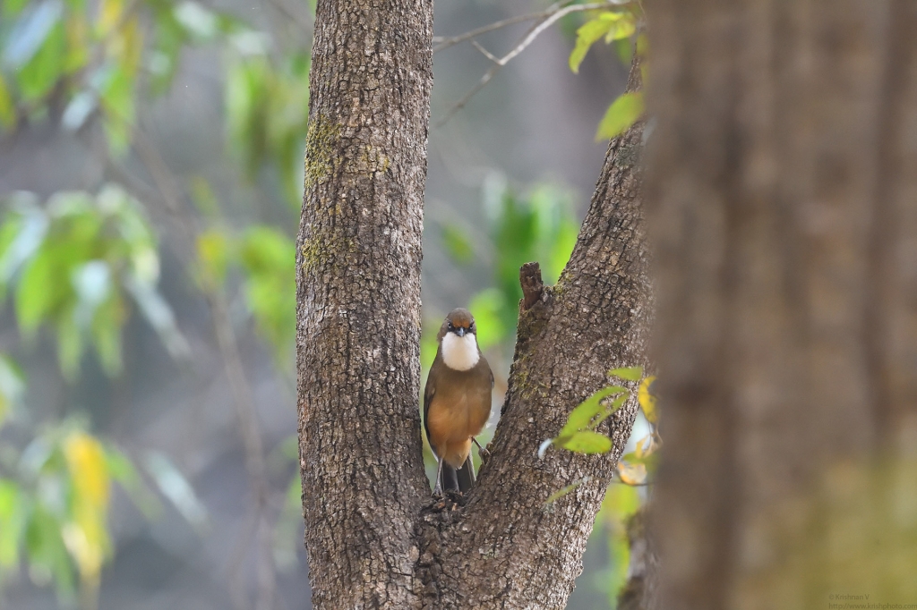 dhikala zone, dhikala zone safari, dhikala zone jim corbett, dhikala zone jim corbett visit, jim corbett national park, corbett national park, corbett jeep safari, 