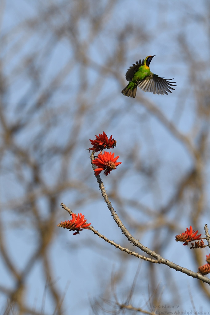 dhikala zone, dhikala zone safari, dhikala zone jim corbett, dhikala zone jim corbett visit, jim corbett national park, corbett national park, corbett jeep safari, 