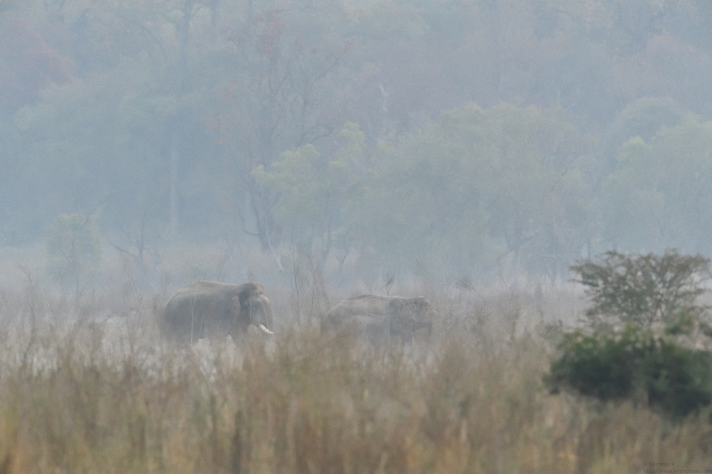 dhikala zone, dhikala zone safari, dhikala zone jim corbett, dhikala zone jim corbett visit, jim corbett national park, corbett national park, corbett jeep safari, 