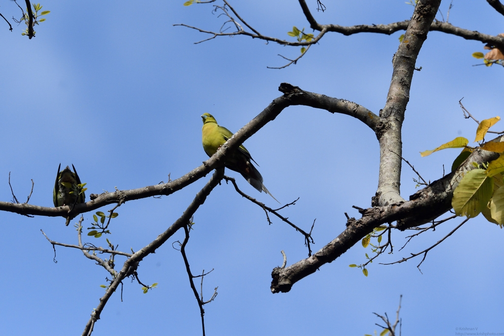 dhikala zone, dhikala zone safari, dhikala zone jim corbett, dhikala zone jim corbett visit, jim corbett national park, corbett national park, corbett jeep safari, 