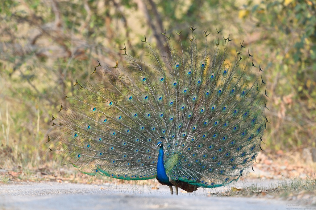 dhikala zone, dhikala zone safari, dhikala zone jim corbett, dhikala zone jim corbett visit, jim corbett national park, corbett national park, corbett jeep safari, 