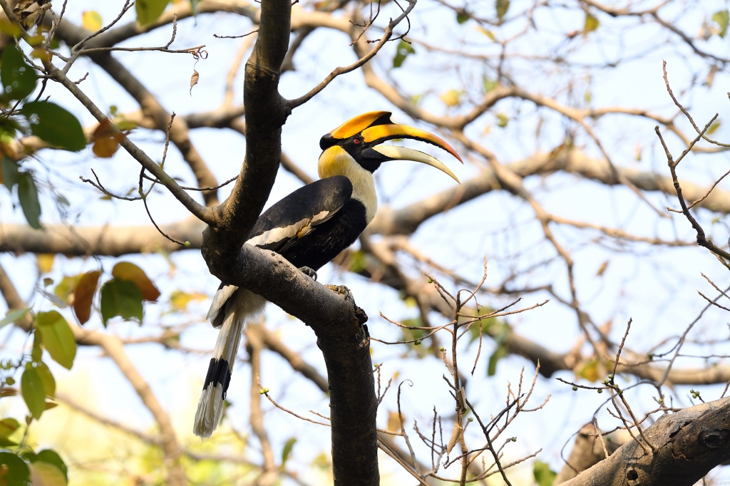 dhikala zone, dhikala zone safari, dhikala zone jim corbett, dhikala zone jim corbett visit, jim corbett national park, corbett national park, corbett jeep safari, 