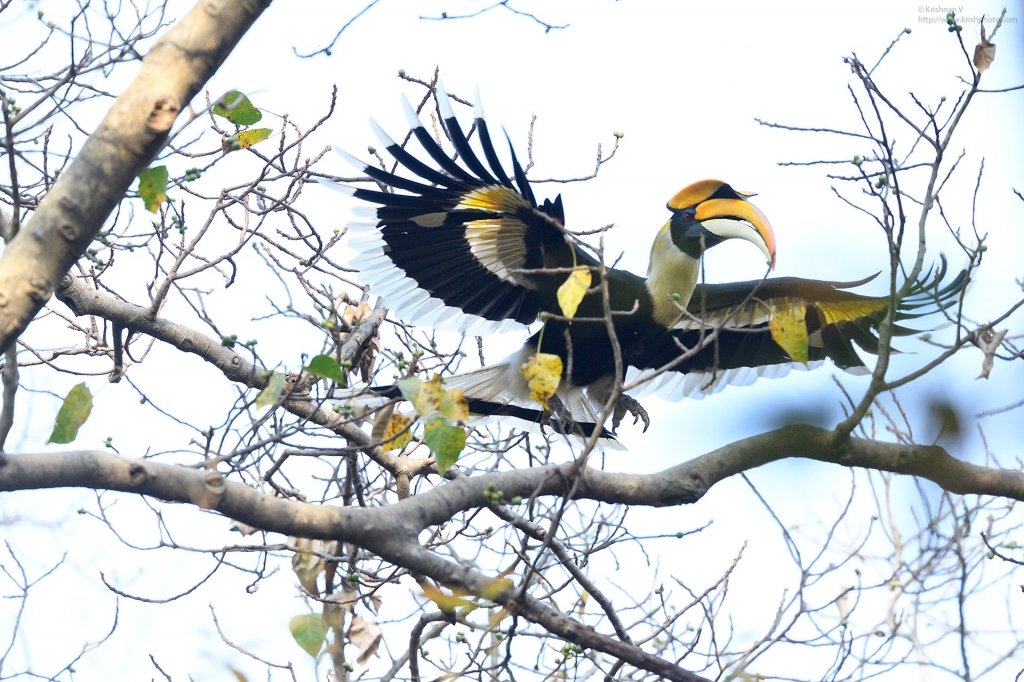 dhikala zone, dhikala zone safari, dhikala zone jim corbett, dhikala zone jim corbett visit, jim corbett national park, corbett national park, corbett jeep safari, 