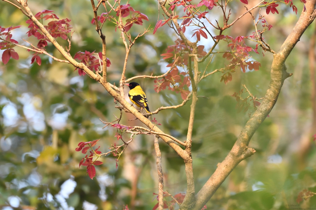 dhikala zone, dhikala zone safari, dhikala zone jim corbett, dhikala zone jim corbett visit, jim corbett national park, corbett national park, corbett jeep safari, 