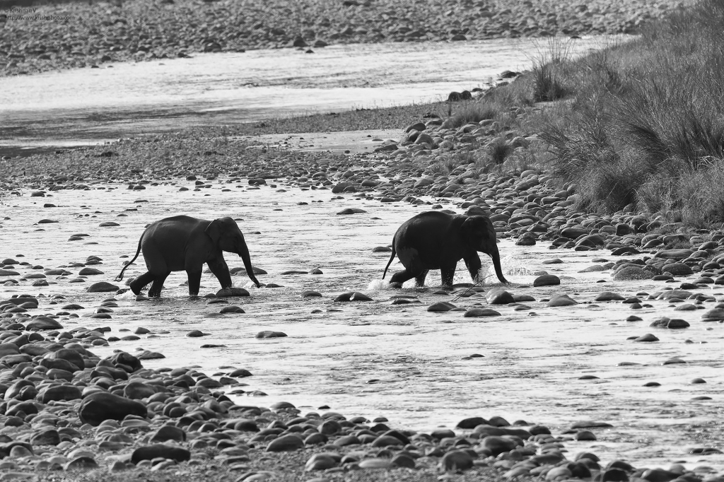 dhikala zone, dhikala zone safari, dhikala zone jim corbett, dhikala zone jim corbett visit, jim corbett national park, corbett national park, corbett jeep safari, 