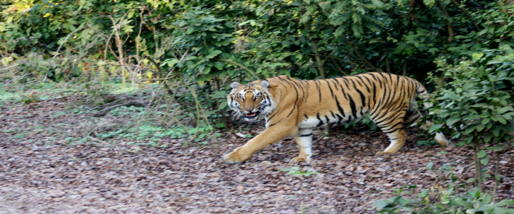 dhikala zone, dhikala zone safari, dhikala zone jim corbett, dhikala zone jim corbett visit, jim corbett national park, corbett national park, corbett jeep safari, 