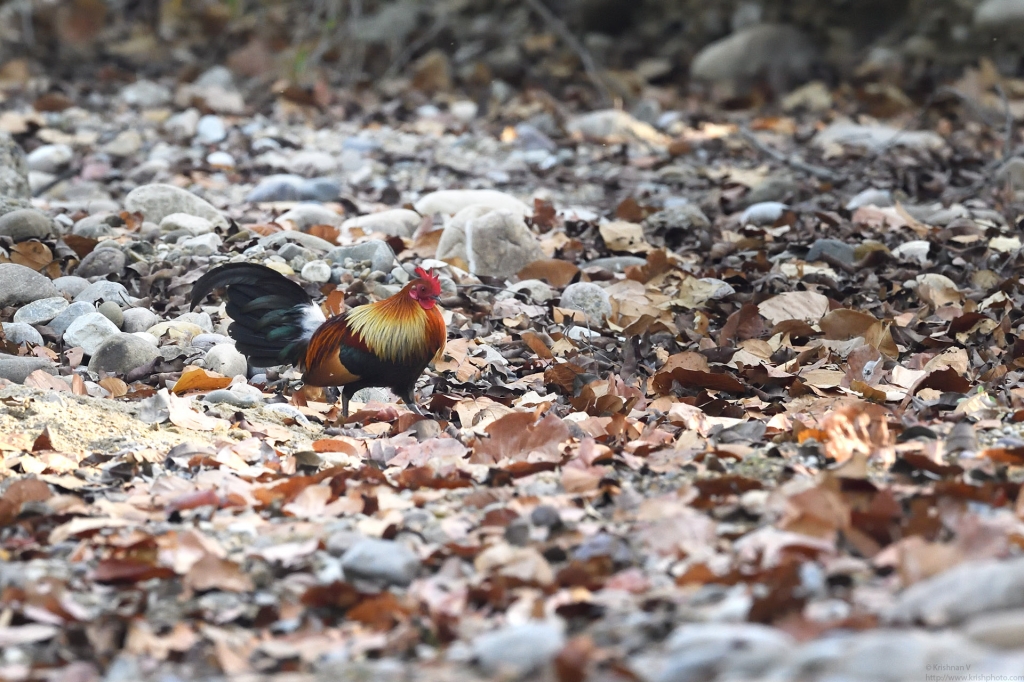 dhikala zone, dhikala zone safari, dhikala zone jim corbett, dhikala zone jim corbett visit, jim corbett national park, corbett national park, corbett jeep safari, 