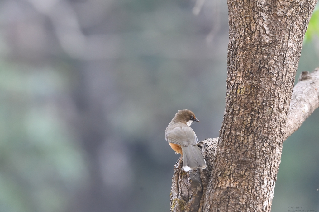 dhikala zone, dhikala zone safari, dhikala zone jim corbett, dhikala zone jim corbett visit, jim corbett national park, corbett national park, corbett jeep safari, 