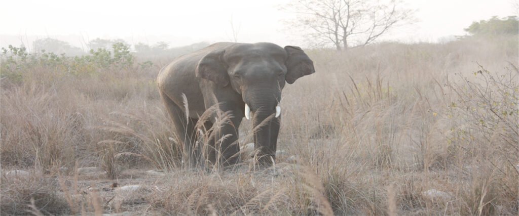 dhikala zone, dhikala zone safari, dhikala zone jim corbett, dhikala zone jim corbett visit, jim corbett national park, corbett national park, corbett jeep safari, 