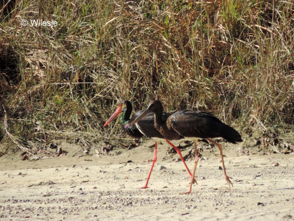 dhikala zone, dhikala zone safari, dhikala zone jim corbett, dhikala zone jim corbett visit, jim corbett national park, corbett national park, corbett jeep safari, 