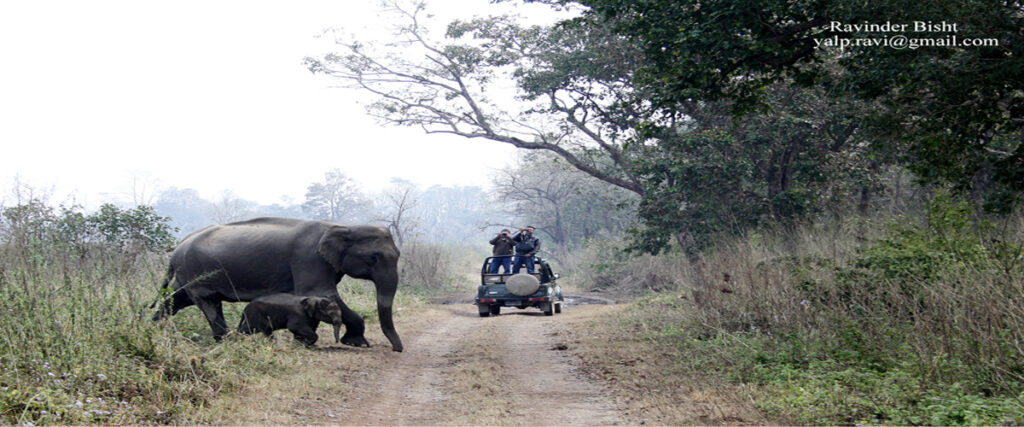 dhikala zone, dhikala zone safari, dhikala zone jim corbett, dhikala zone jim corbett visit, jim corbett national park, corbett national park, corbett jeep safari, 