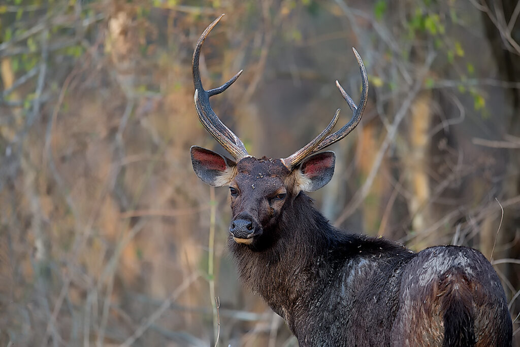 dhikala zone, dhikala zone safari, dhikala zone jim corbett, dhikala zone jim corbett visit, jim corbett national park, corbett national park, corbett jeep safari, 