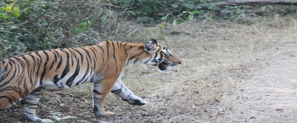 dhikala zone, dhikala zone safari, dhikala zone jim corbett, dhikala zone jim corbett visit, jim corbett national park, corbett national park, corbett jeep safari, 