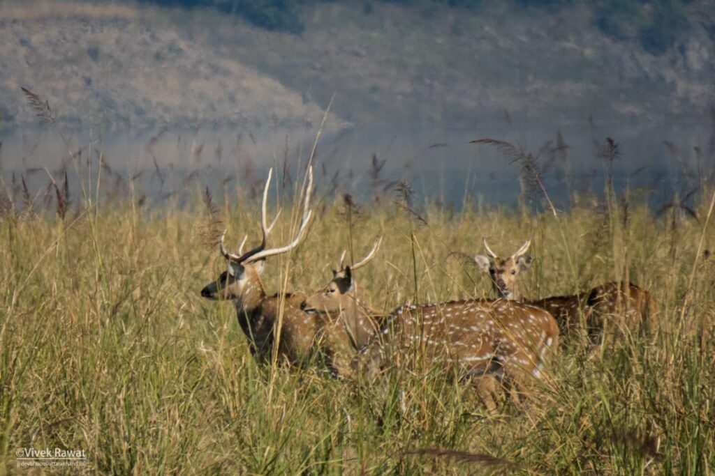 dhikala zone, dhikala zone safari, dhikala zone jim corbett, dhikala zone jim corbett visit, jim corbett national park, corbett national park, corbett jeep safari, 