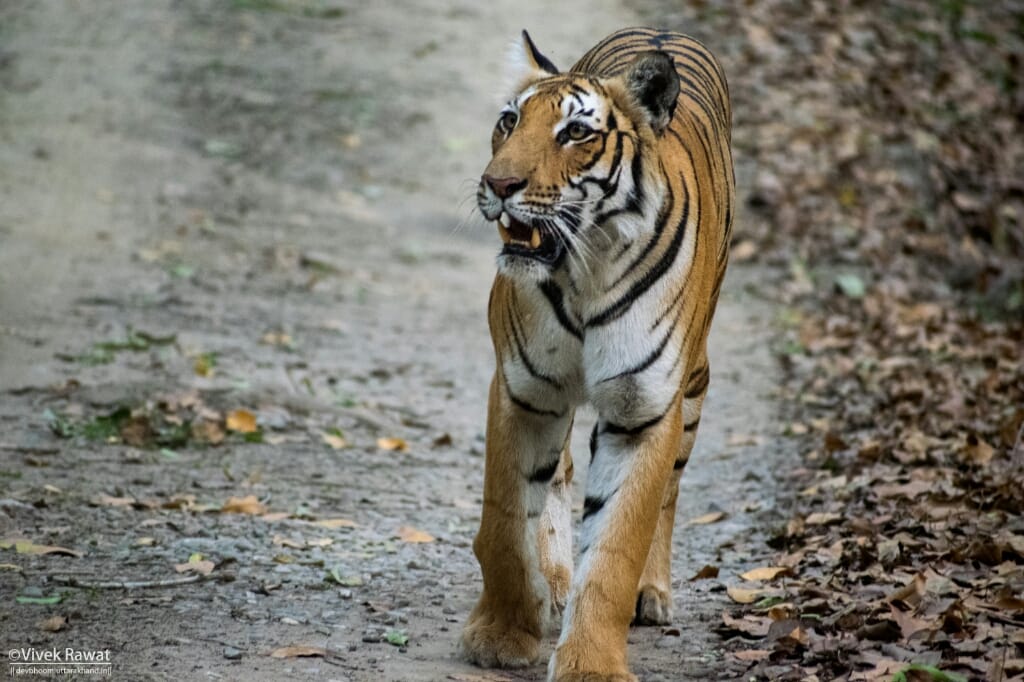 dhikala zone, dhikala zone safari, dhikala zone jim corbett, dhikala zone jim corbett visit, jim corbett national park, corbett national park, corbett jeep safari, 