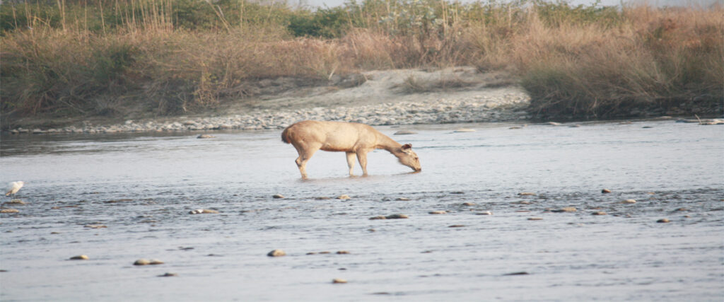 dhikala zone, dhikala zone safari, dhikala zone jim corbett, dhikala zone jim corbett visit, jim corbett national park, corbett national park, corbett jeep safari, 