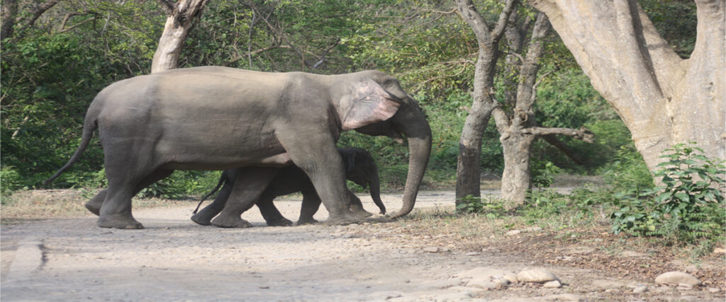 dhikala zone, dhikala zone safari, dhikala zone jim corbett, dhikala zone jim corbett visit, jim corbett national park, corbett national park, corbett jeep safari, 